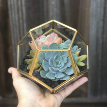 Load image into Gallery viewer, DIY Succulent Terrarium Kit 5.5"x5" (GOLD)