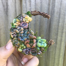 Load image into Gallery viewer, 2.5” Succulent Crescent Moon