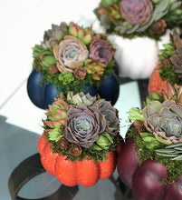 Load image into Gallery viewer, 4.5" Orange Succulent Pumpkin