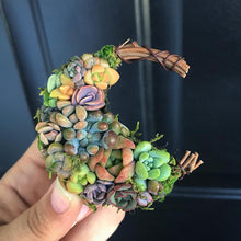 Load image into Gallery viewer, 2.5” Succulent Crescent Moon