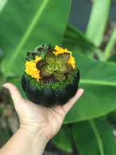 Load image into Gallery viewer, Faux Succulent Pumpkins
