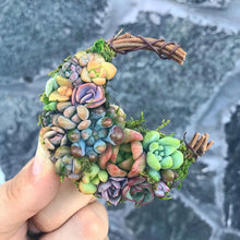 Load image into Gallery viewer, 2.5” Succulent Crescent Moon