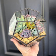 Load image into Gallery viewer, DIY Succulent Terrarium Kit 7"x6" (BLACK)