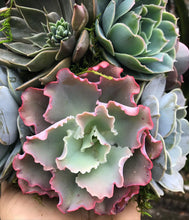 Load image into Gallery viewer, 13" Aurora Succulent Tree (Succulent Christmas Tree)