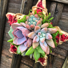 Load image into Gallery viewer, 4" Succulent Star Ornament