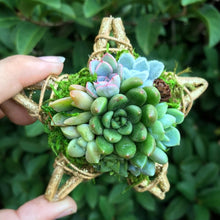 Load image into Gallery viewer, 4" Succulent Star Ornament