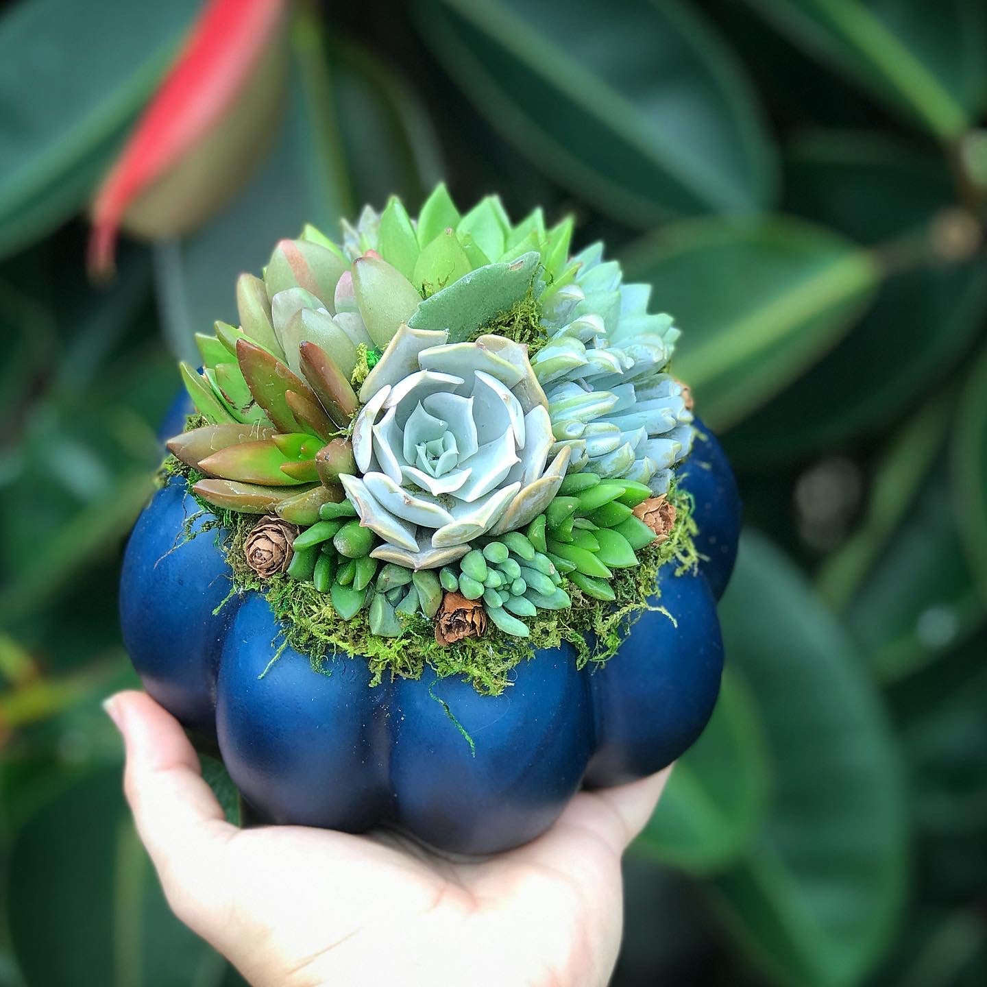 mini pumpkin succulents 6