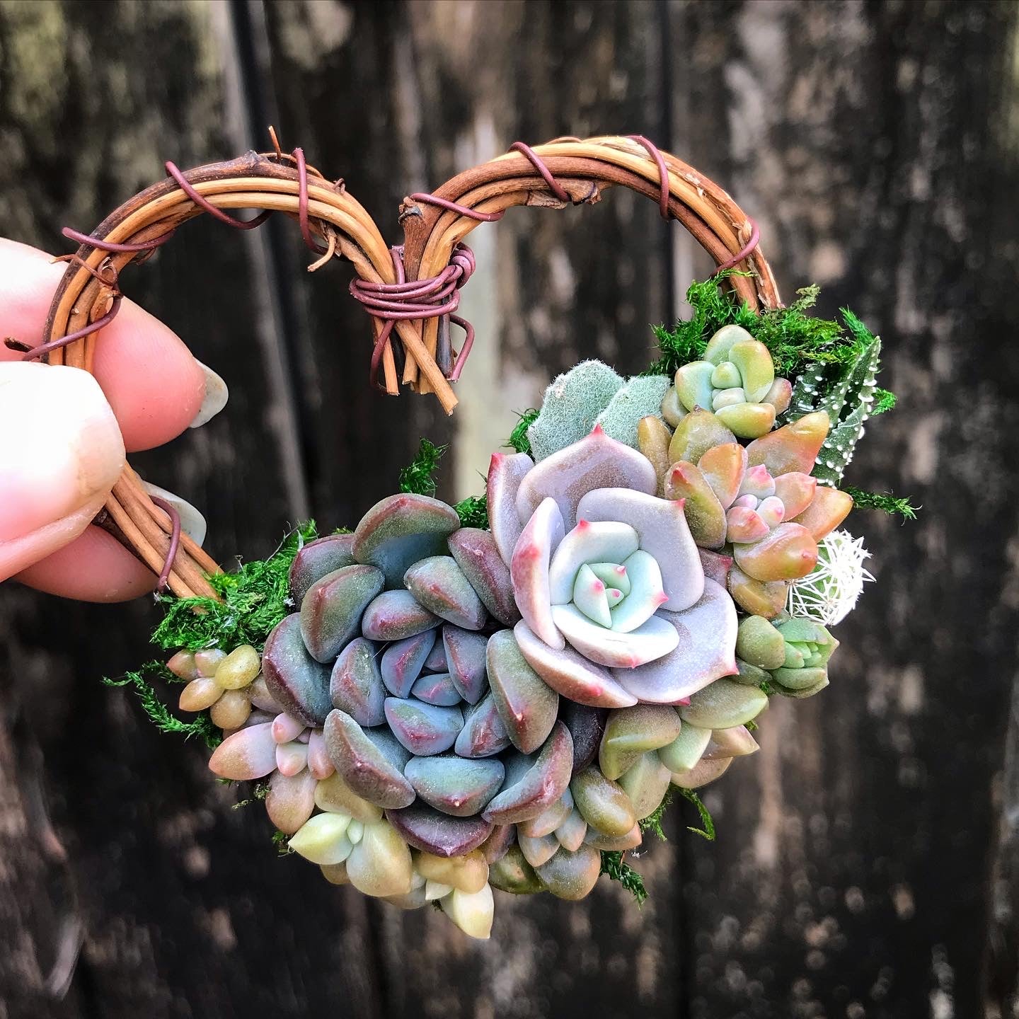 succulent heart garden 2.5" Succulent Heart Ornament – Terracotta Corner