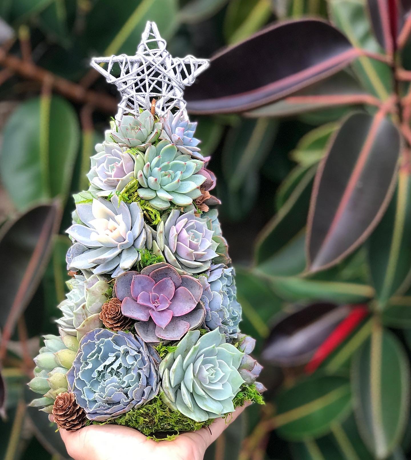13" Aurora Succulent Tree (Succulent Christmas Tree)  Terracotta Corner