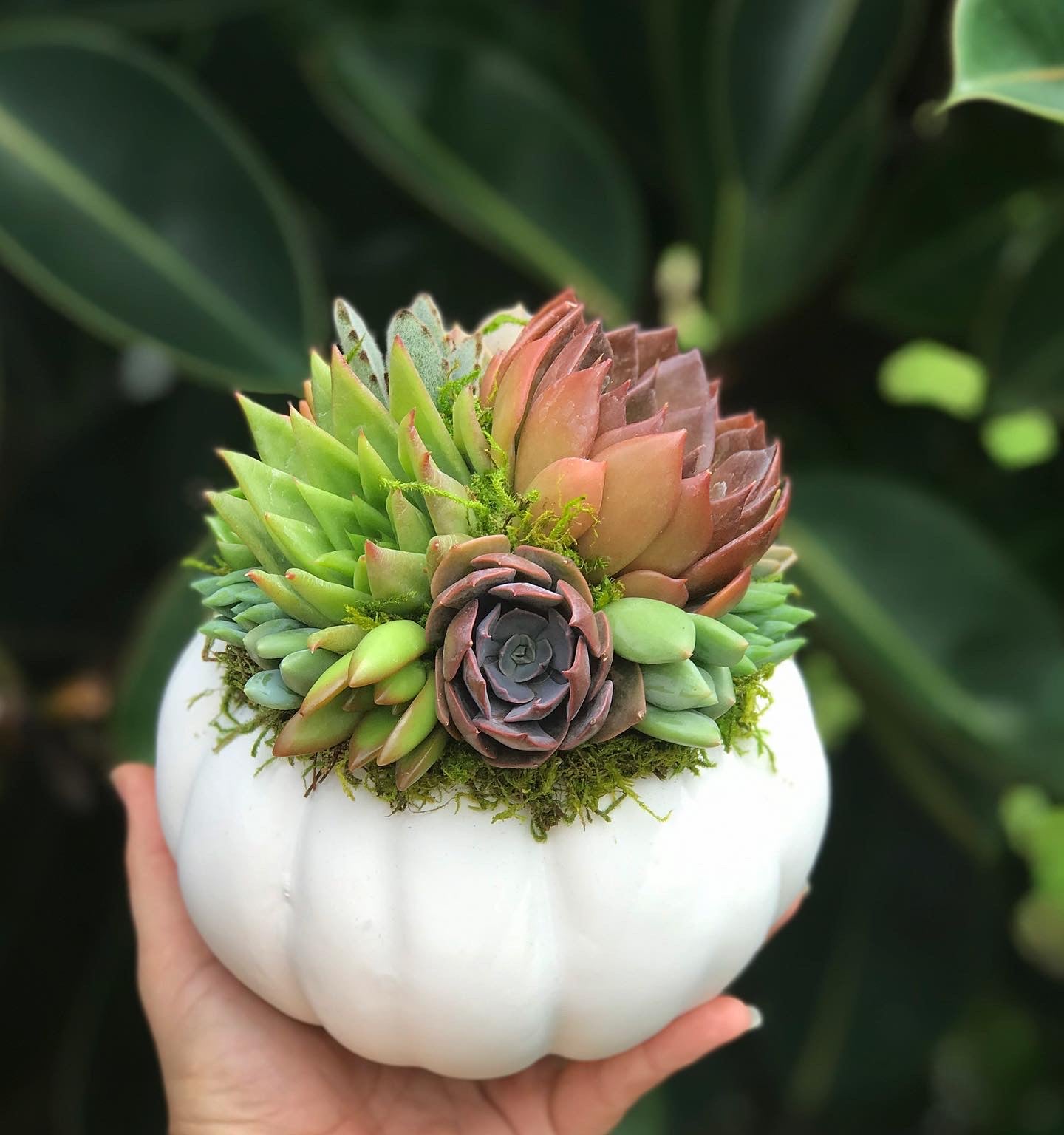 white pumpkin succulents White Succulent Pumpkin (10" and 6" sizes)