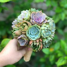 Load image into Gallery viewer, Succulent Bouquets

