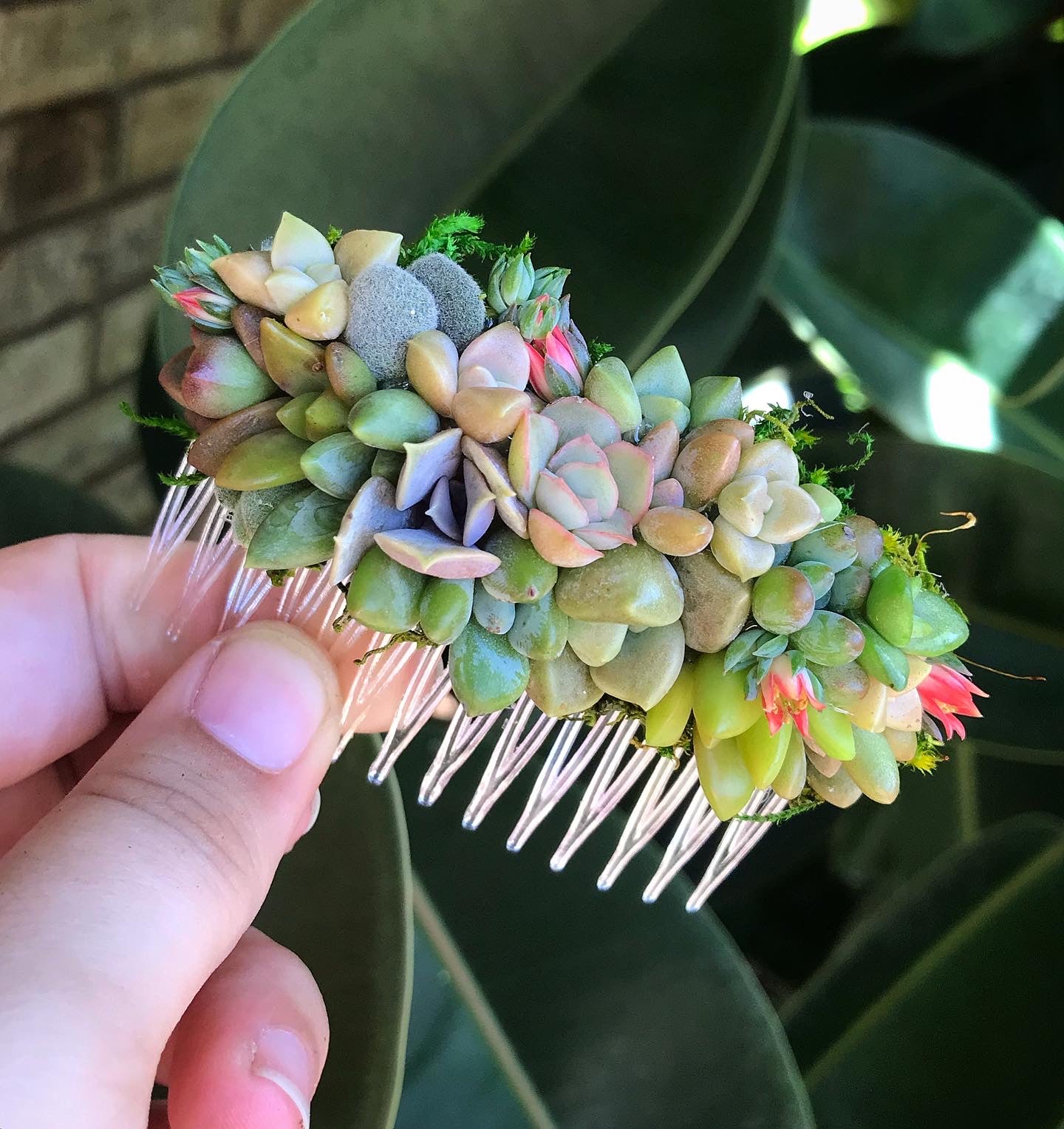 succulent with hairs Succulent Hair Comb – Terracotta Corner