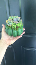Load and play video in Gallery viewer, 4.5&quot; Green Succulent Pumpkin
