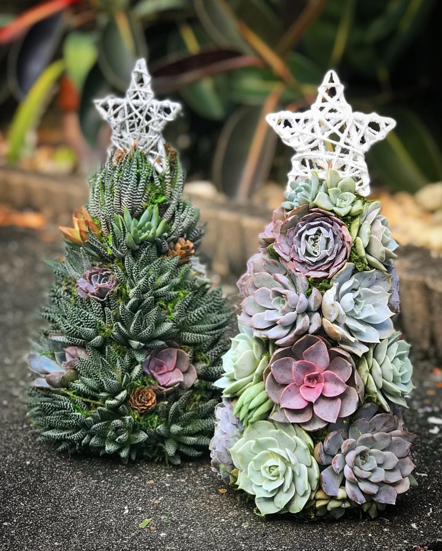 succulent xmas tree 13" Alpine Succulent Tree (Succulent Christmas Tree)