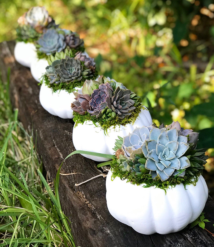 white pumpkin succulents White Succulent Pumpkin (10" and 6" sizes)