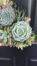 Load and play video in Gallery viewer, 6&quot; Succulent Crescent Moon
