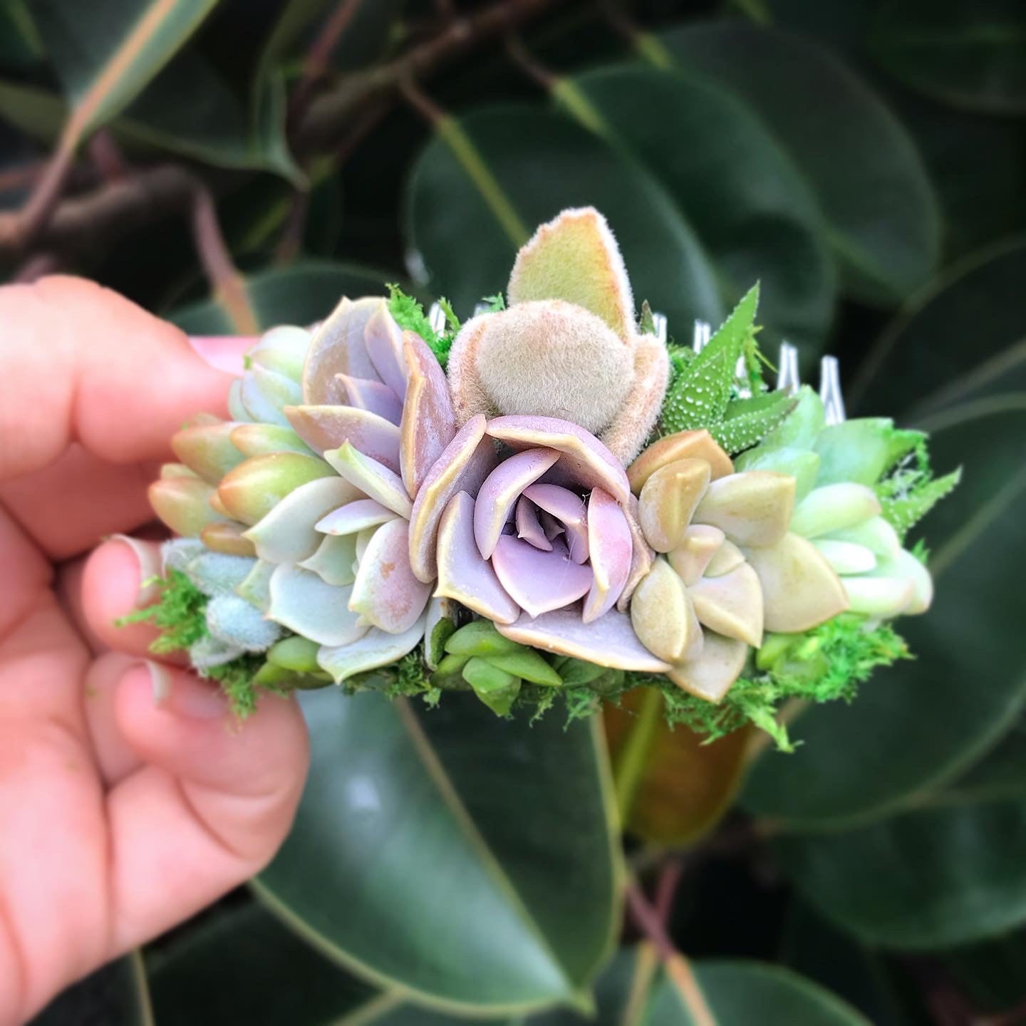 succulent hair piece Succulent Hair Comb