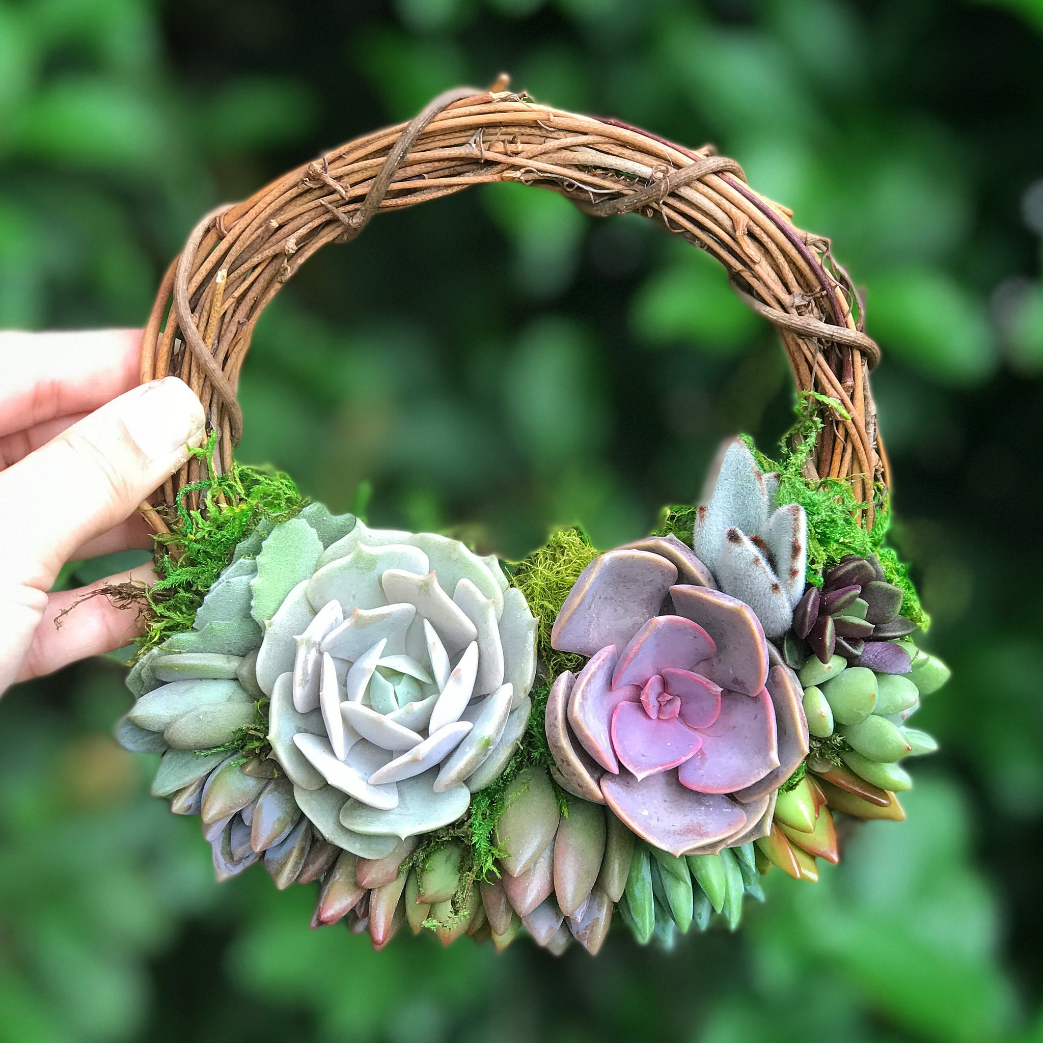buy succulent wreath 6" Succulent Wreath