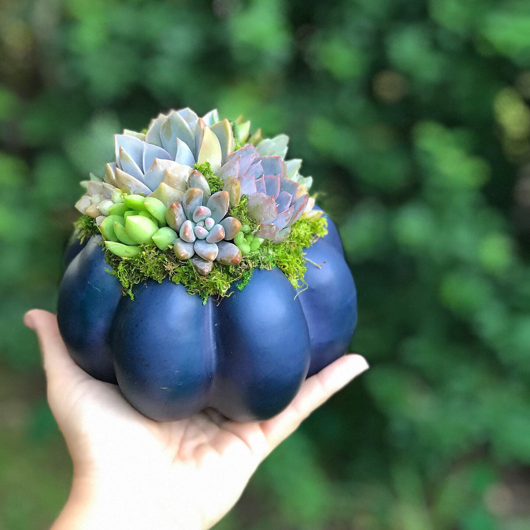 mini pumpkin succulents 6" Blue Succulent Pumpkin – Terracotta Corner