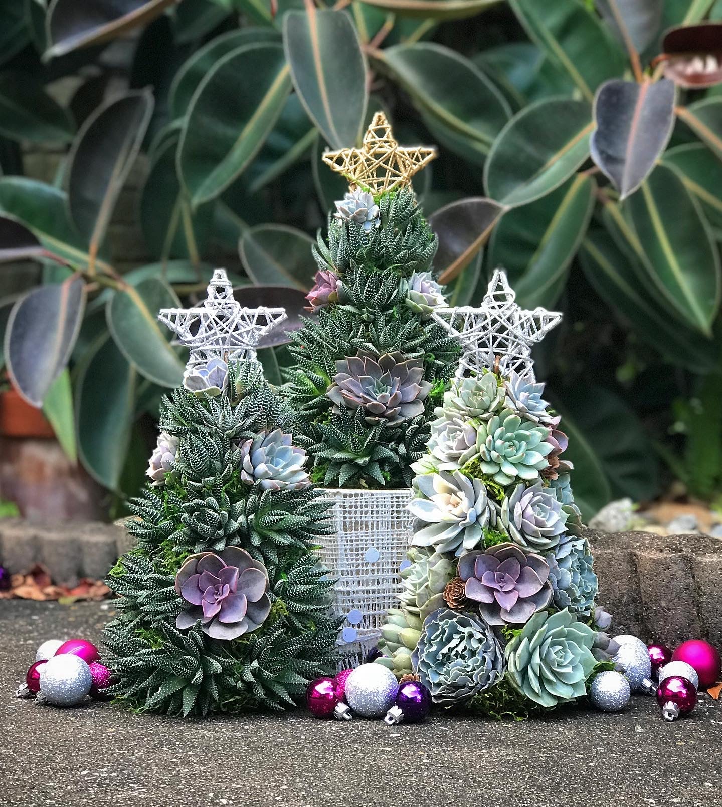succulent xmas gifts 13" Aurora Succulent Tree (Succulent Christmas Tree) – Terracotta Corner
