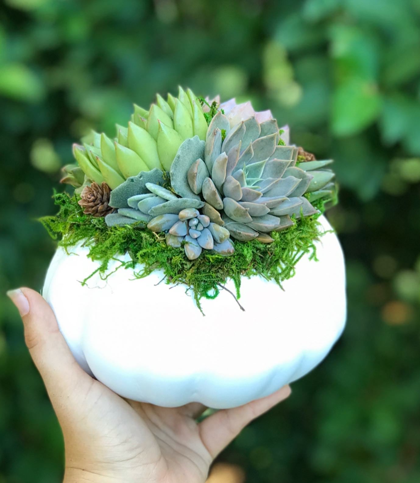 white pumpkins with succulents White Succulent Pumpkin (10" and 6" sizes)