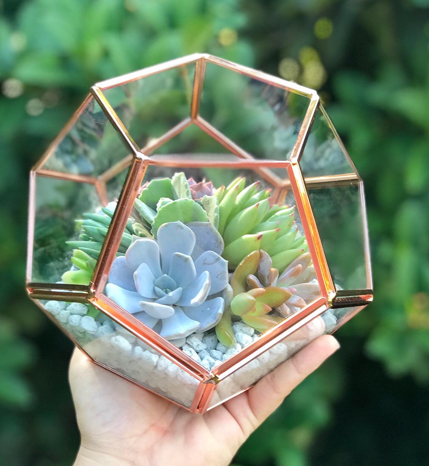 rose gold succulent DIY Succulent Terrarium Kit 7"x6" (ROSE GOLD)
