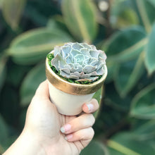 Load image into Gallery viewer, Succulent Favors
