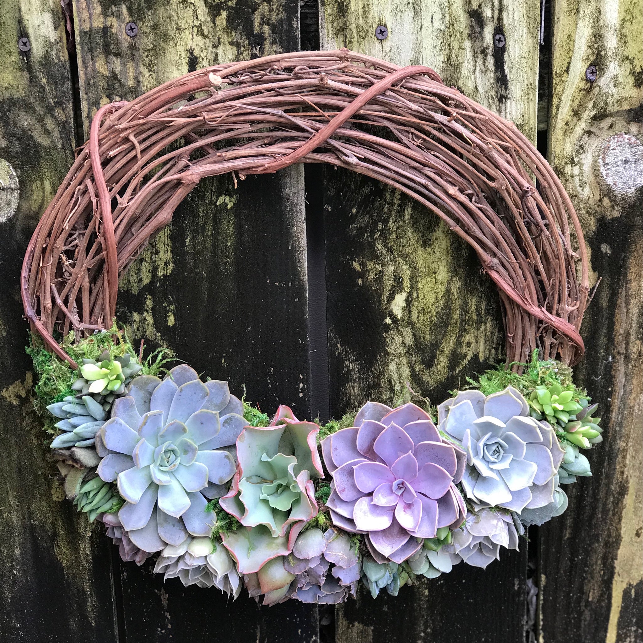 living succulent wreath for sale 14" Succulent Wreath – Terracotta Corner