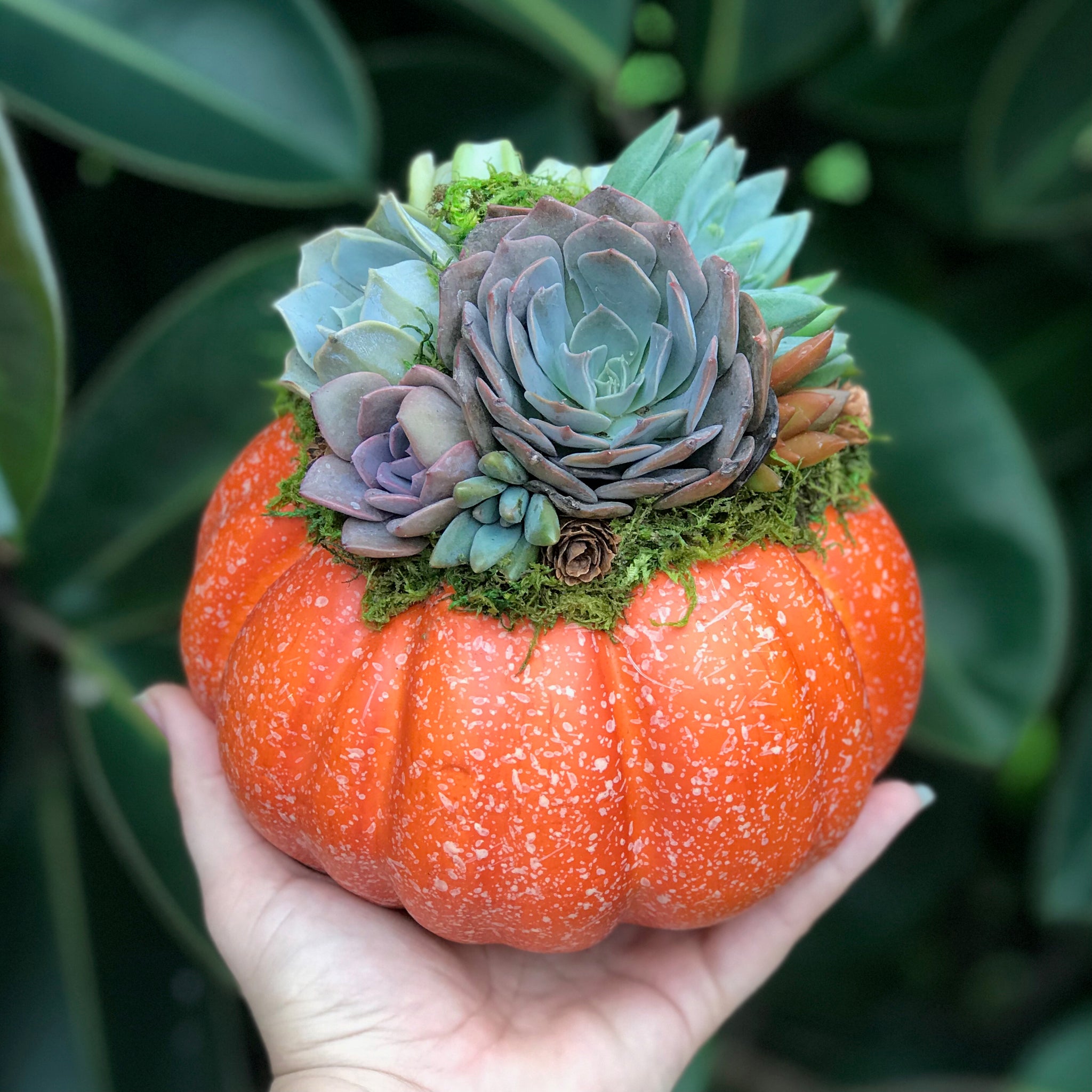 6" Orange Succulent Pumpkin  Terracotta Corner