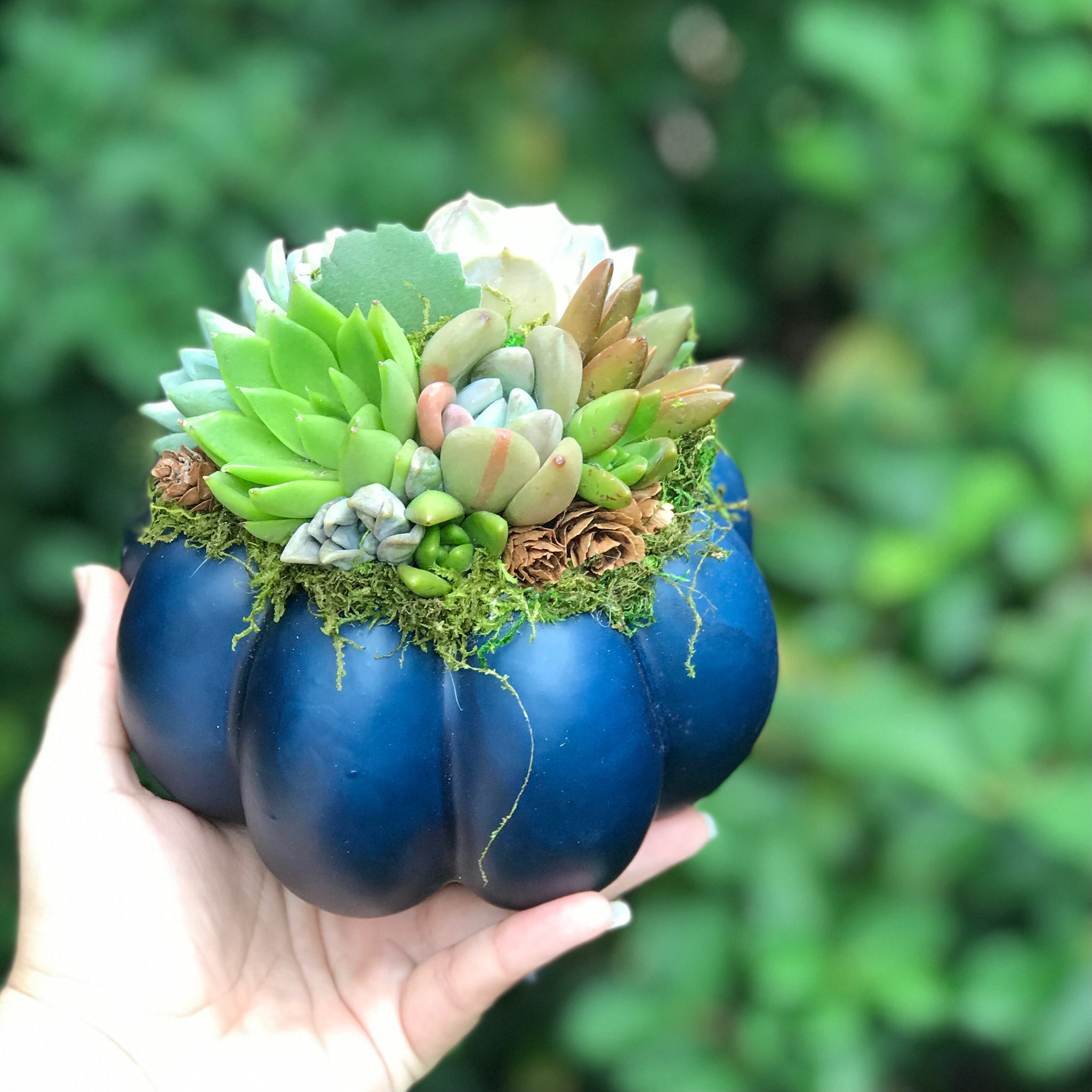 dark blue succulents 6" Blue Succulent Pumpkin – Terracotta Corner