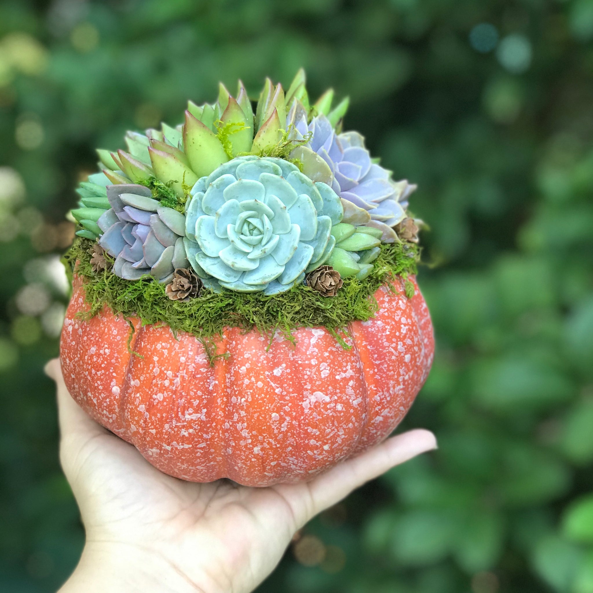 succulent pumpkin planter 6" Orange Succulent Pumpkin – Terracotta Corner