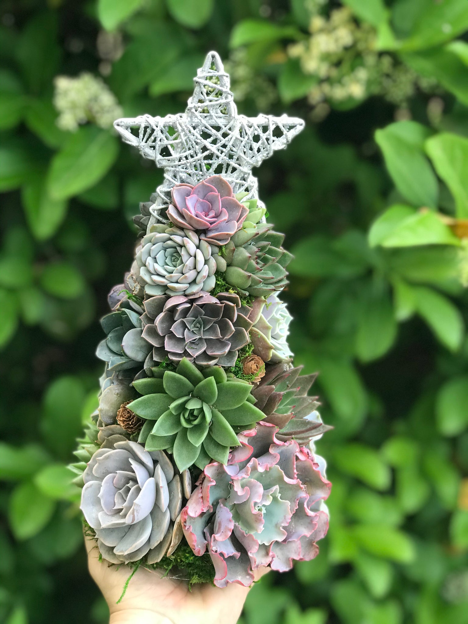 christmas tree succulent plant 13" Aurora Succulent Tree (Succulent Christmas Tree)