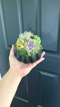 Load and play video in Gallery viewer, 4.5&quot; Black Succulent Pumpkin
