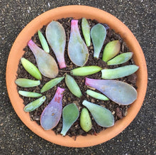 Load image into Gallery viewer, Succulent Leaf Propagation Kit
