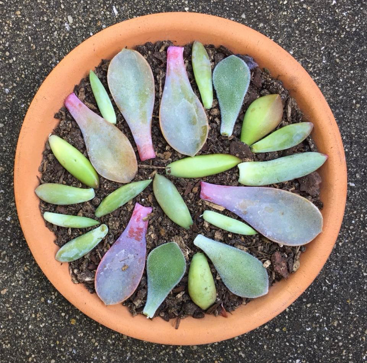 succulent propagation kit Succulent Leaf Propagation Kit
