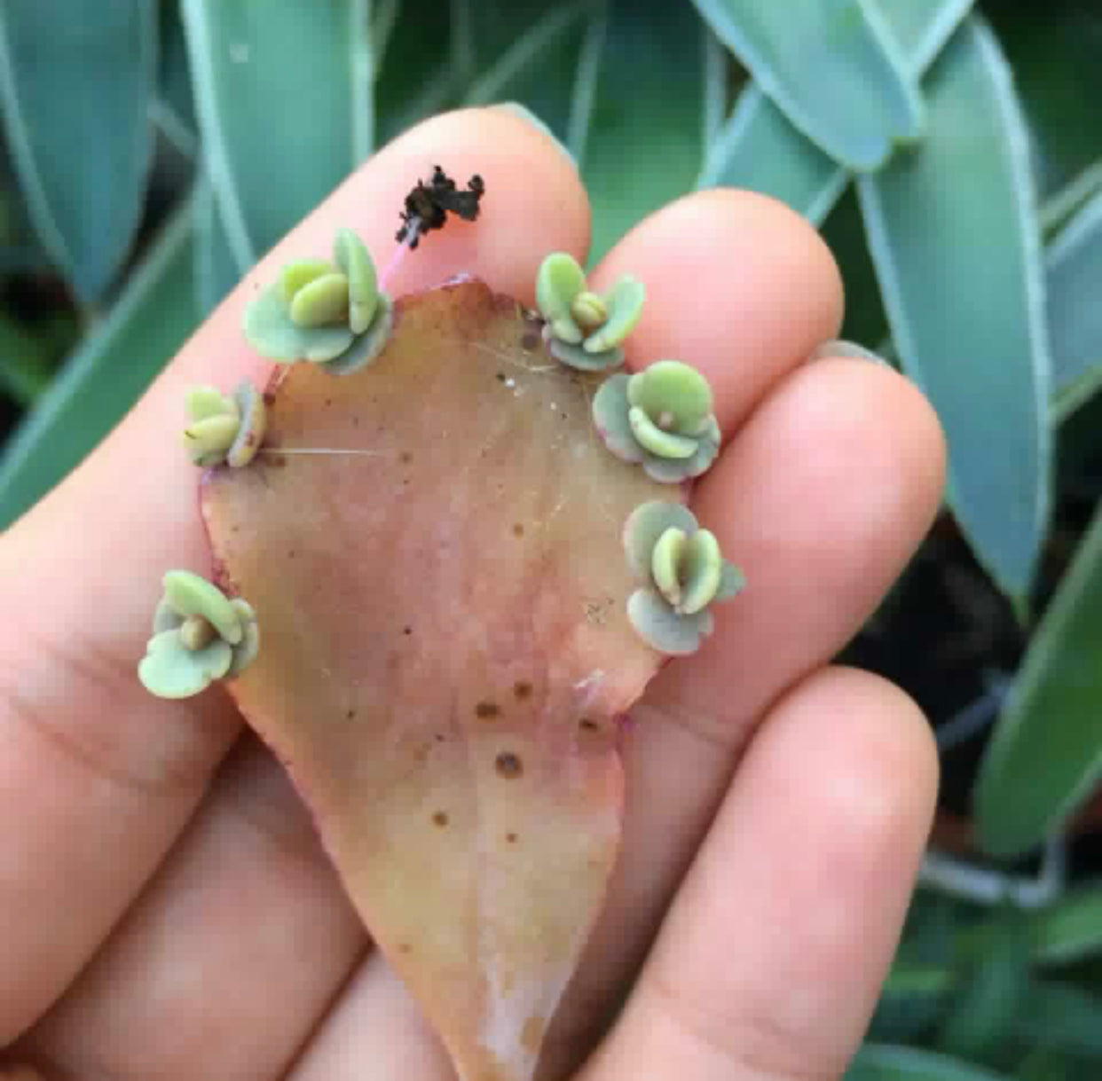 succulent propagation kit Succulent Leaf Propagation Kit
