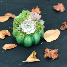 Load image into Gallery viewer, 4.5&quot; Green Succulent Pumpkin
