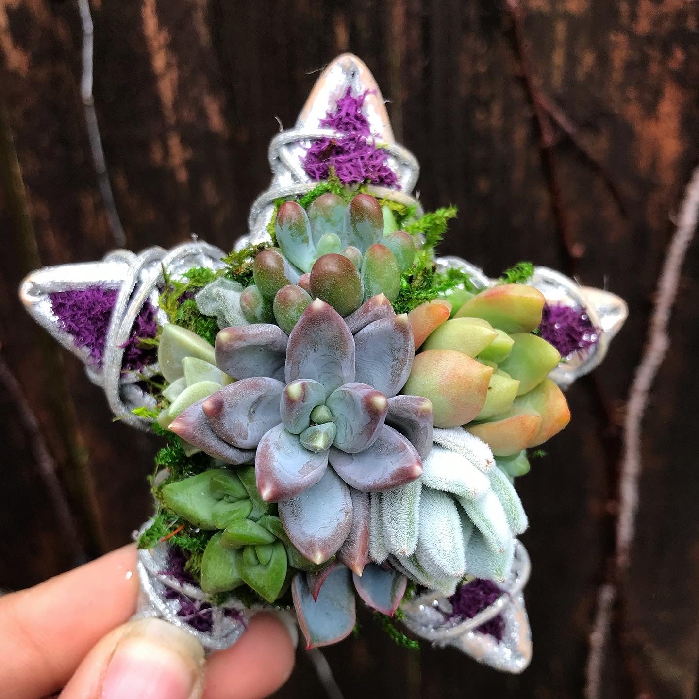 succulent ornaments 4" Succulent Star Ornament – Terracotta Corner
