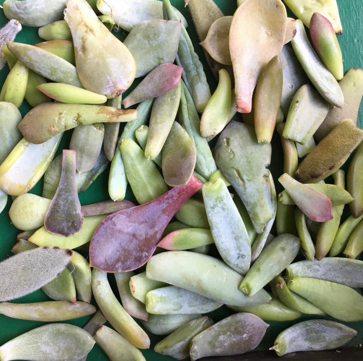 succulent propagation kit Succulent Leaf Propagation Kit