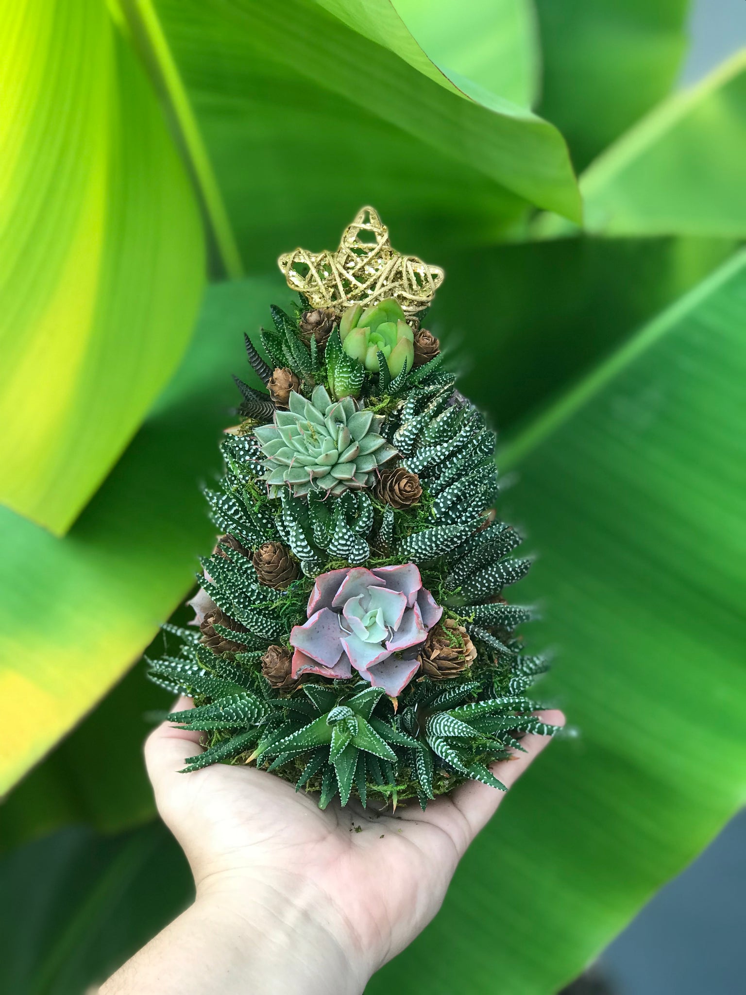 alpines and succulents 9" Mini Alpine Succulent Tree