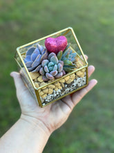 Load image into Gallery viewer, DIY Glass House Succulent Terrarium Kits (3 sizes)
