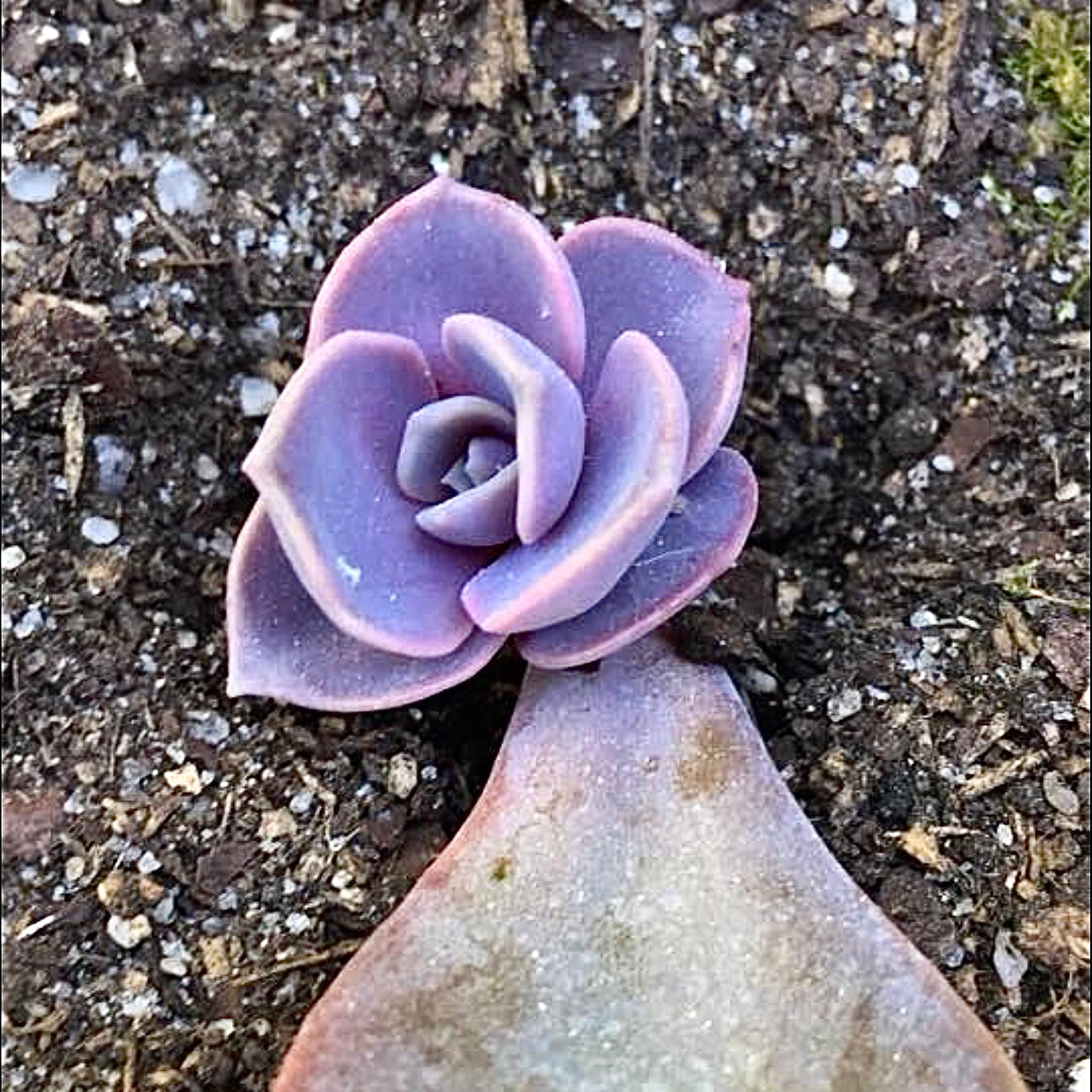 succulent propagation kit Succulent Leaf Propagation Kit – Terracotta Corner