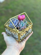 Load image into Gallery viewer, DIY Glass House Succulent Terrarium Kits (3 sizes)
