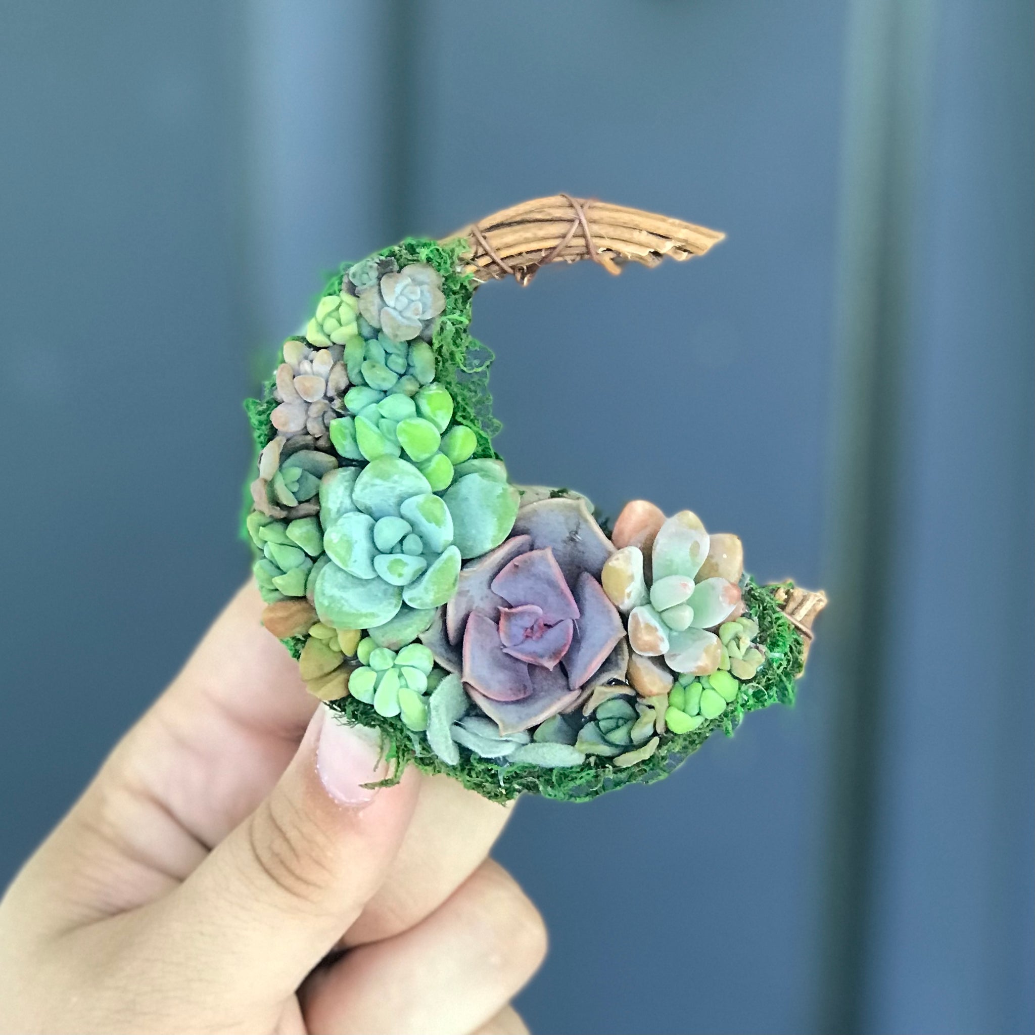 succulent moon 2.5” Succulent Crescent Moon – Terracotta Corner
