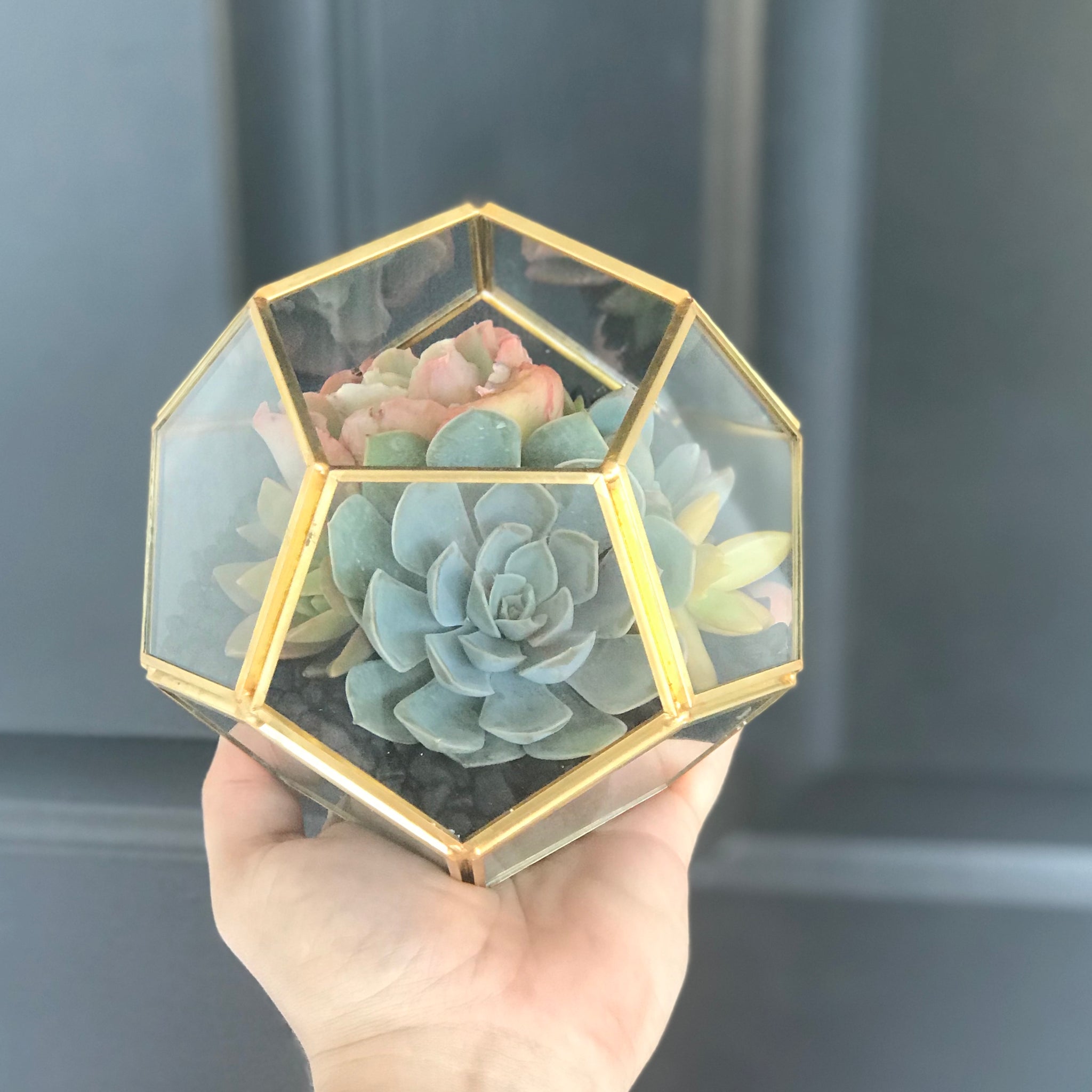 glass succulent Succulent Arrangement in Slanted Glass (L) main image 0