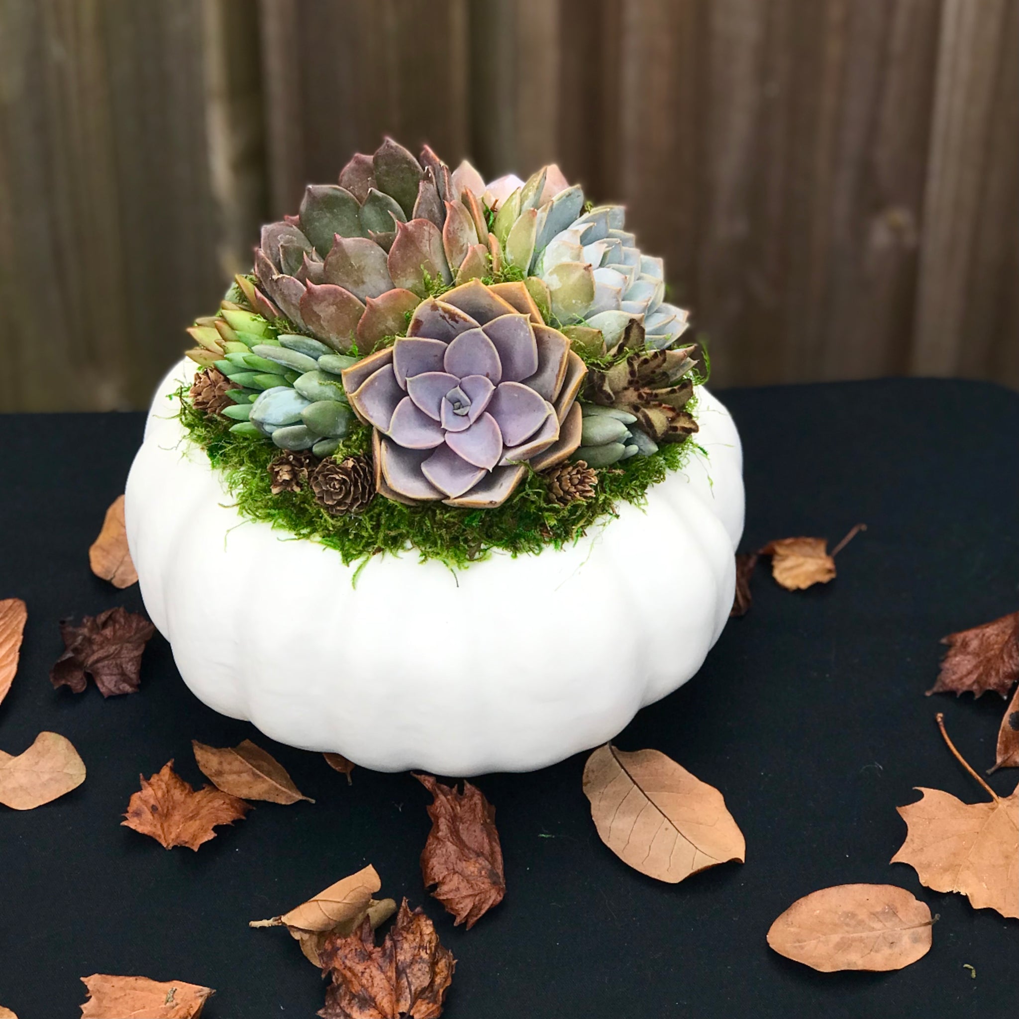 white pumpkin succulents White Succulent Pumpkin (10" and 6" sizes) – Terracotta Corner