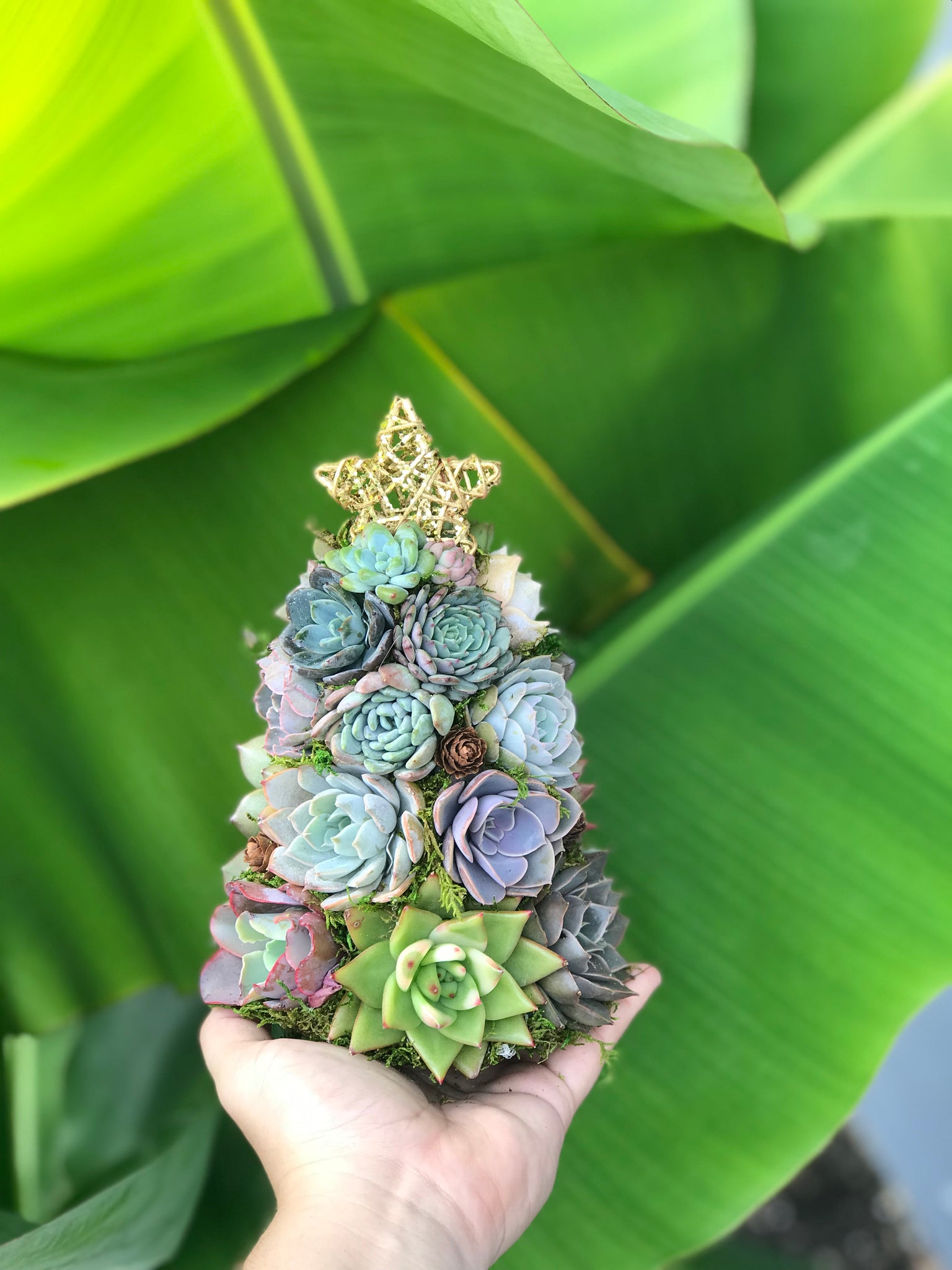 mini succulent christmas tree 9" Mini Aurora Succulent Tree (Succulent Christmas Tree)