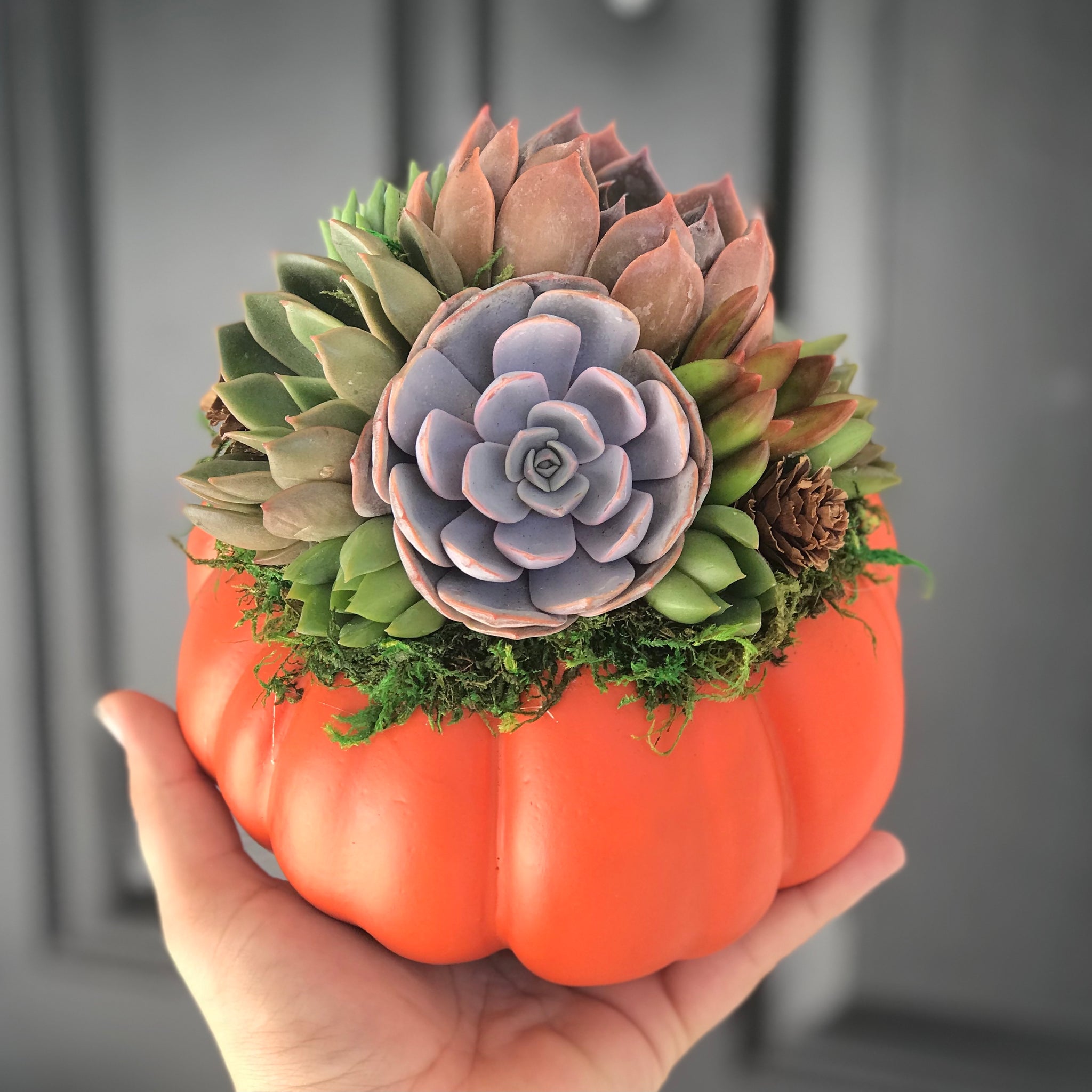 pumpkin succulent centerpiece 6" Orange Succulent Pumpkin – Terracotta Corner